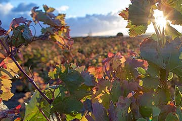 Ostatu vineyards in La Rioja