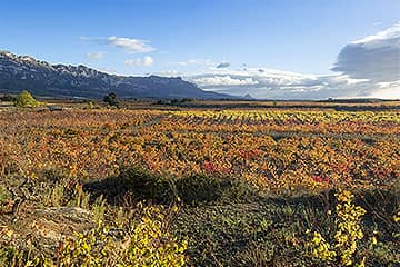 Viñedos de Ostatu en La Rioja