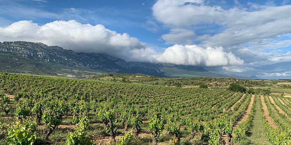 Viñedo Ostatu Samaniego Rioja Alavesa