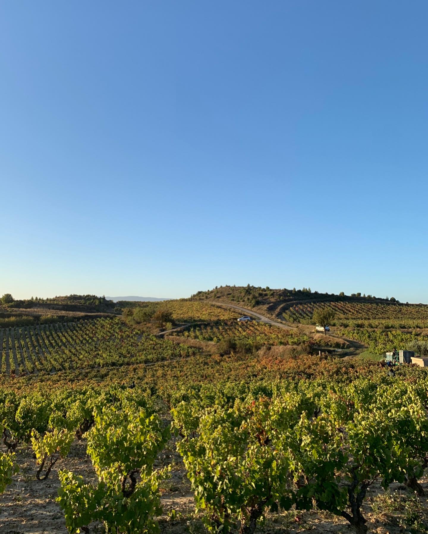 imagen de viñedos ostatu con puesta de sol