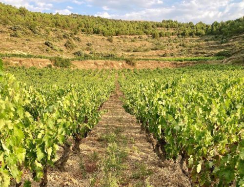 Viticultura y cambio climático, una nueva realidad