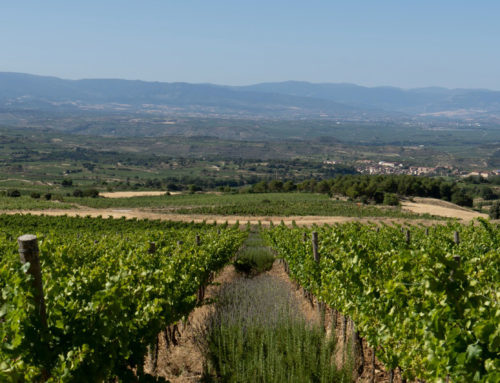 Suelos vivos, clave para garantizar la viticultura del futuro