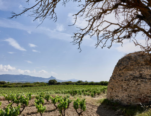 The cultural landscape of Rioja Alavesa