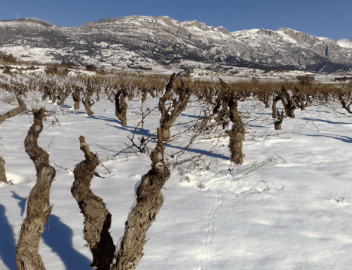 La nieve, el aliado invernal de nuestros viñedos