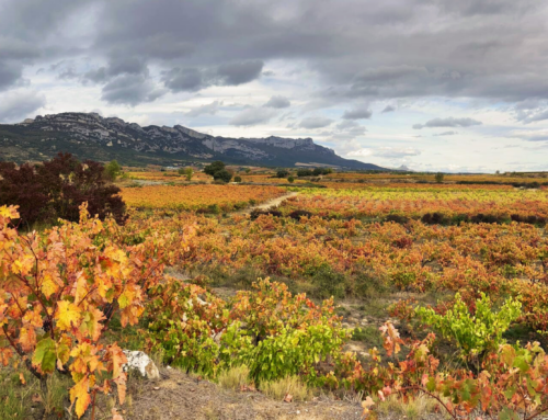 The 2025 Vintage at Ostatu: Resilience in a Year of Contrasts