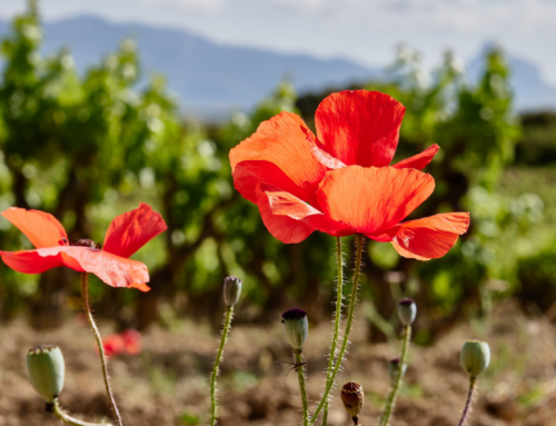 El maceración carbónica del siglo XXI: vino joven ecológico en Rioja Alavesa