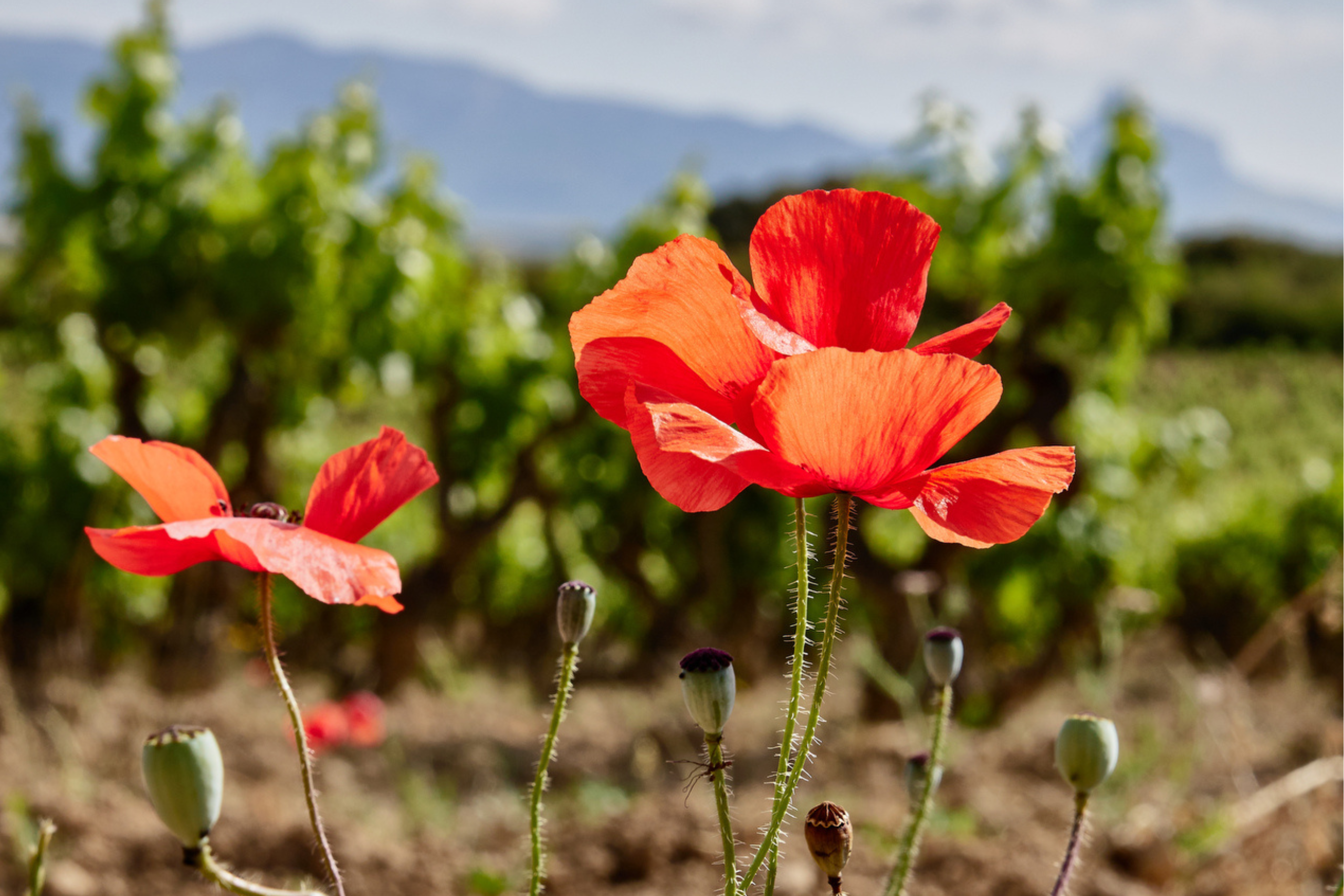 vino ecológico Rioja Alavesa - Ostatu Tinto premiado Ecovino 2026